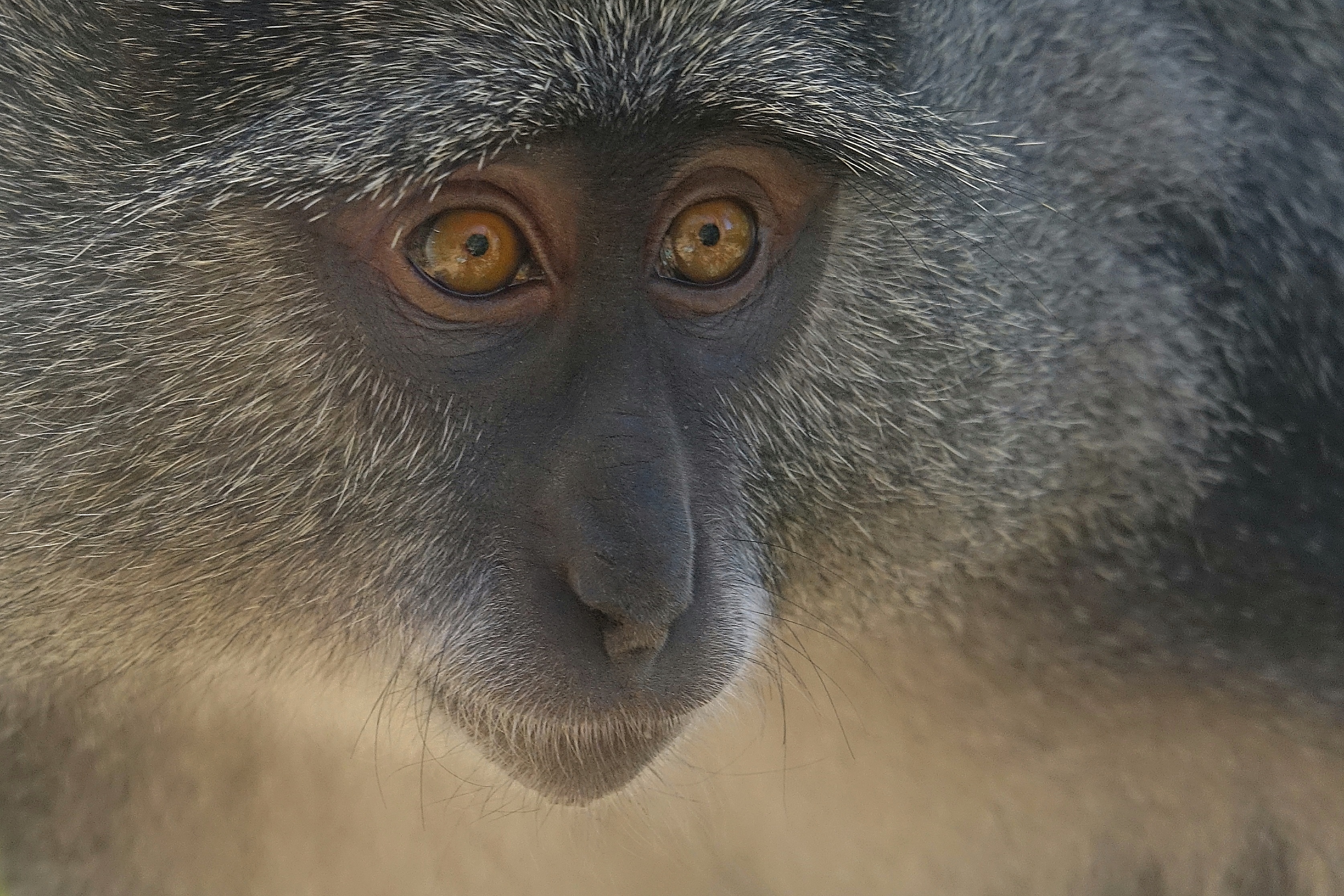 Singe vervet